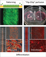 Graphical abstract: Extensive adipogenic and osteogenic differentiation of patterned human mesenchymal stem cells in a microfluidic device