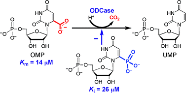 Graphical abstract: Interrogation of the active site of OMP decarboxylase from Escherichia coli with a substrate analogue bearing an anionic group at C6