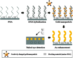 Graphical abstract: Label-free and naked eye detection of PNA/DNA hybridization using enhancement of gold nanoparticles