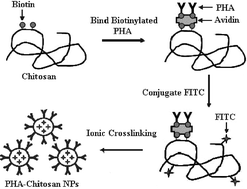 Graphical abstract: Preparation and characterization of lectin-conjugated chitosan fluorescent nanoparticles