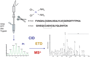 Graphical abstract: Novel insights into the bottom-up mass spectrometry proteomics approach for the characterization of Pt-binding proteins: The insulin-cisplatin case study