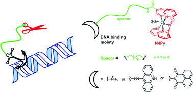 Graphical abstract: Mononuclear Fe(ii)-N4Py complexes in oxidative DNA cleavage: structure, activity and mechanism