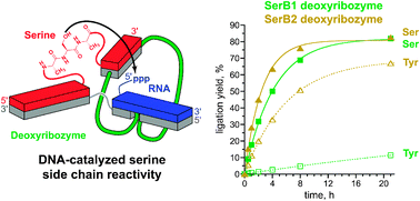 Graphical abstract: DNA-catalyzed serine side chain reactivity and selectivity