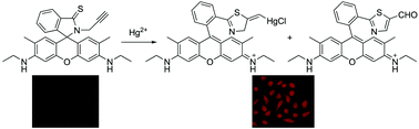Graphical abstract: A highly selective and sensitive fluorescent probe for Hg2+ imaging in live cells based on a rhodamine–thioamide–alkyne scaffold