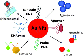 Graphical abstract: DNA functionalized gold nanoparticles for bioanalysis