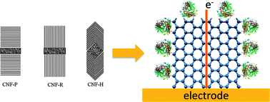 Graphical abstract: Carbon nanofiber based electrochemical biosensors: A review
