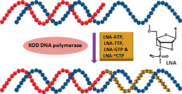 Graphical abstract: Polymerase directed incorporation studies of LNA-G nucleoside 5′-triphosphate and primer extension involving all four LNA nucleotides