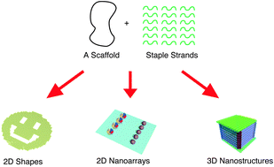 Graphical abstract: DNA origami: Fold, stick, and beyond