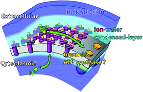 Graphical abstract: Controlled ionic condensation at the surface of a native extremophilemembrane