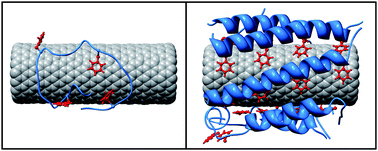 Graphical abstract: A multiscale simulation study of carbon nanotube interactions with designed amphiphilic peptide helices