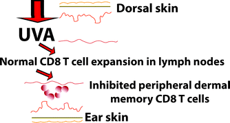 Graphical abstract: Immunosuppressive ultraviolet-A radiation inhibits the development of skin memory CD8 T cells