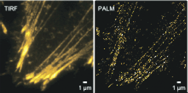 Graphical abstract: Higher resolution in localization microscopy by slower switching of a photochromic protein