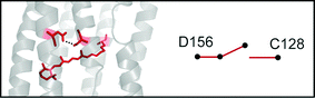 Graphical abstract: The DC gate in Channelrhodopsin-2: crucial hydrogen bonding interaction between C128 and D156