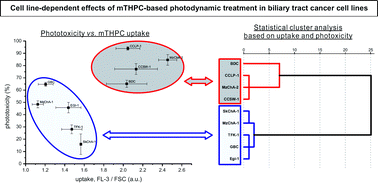 Graphical abstract: Uptake and phototoxicity of meso-tetrahydroxyphenyl chlorine are highly variable in human biliary tract cancer cell lines and correlate with markers of differentiation and proliferation