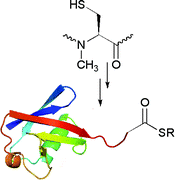 Graphical abstract: N-Methylcysteine-mediated total chemical synthesis of ubiquitin thioester