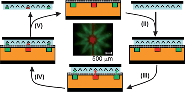 Graphical abstract: Microfluidic contact printing: a versatile printing platform for patterning biomolecules on hydrogel substrates