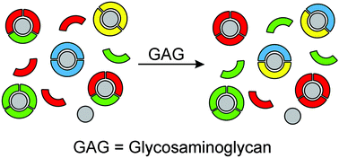 Graphical abstract: Pattern-based sensing of sulfated glycosaminoglycans with a dynamic mixture of iron complexes