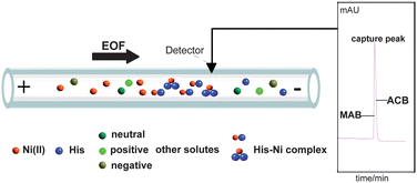 Graphical abstract: Moving affinity boundary electrophoresis and its selective isolation of histidine in urine