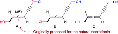 Graphical abstract: Synthesis of the structure proposed for the natural allenic antibiotic scorodonin