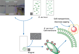 Graphical abstract: Low-temperature synthesis of quantum size gadolinium monosulfide (GdS) nanoparticles and their pathogen capture efficiency