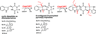 Graphical abstract: Preparation of pyrrolo[2,3-b]indoles carrying a β-configured reverse C3-dimethylallyl moiety by using a recombinant prenyltransferase CdpC3PT