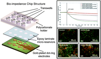 Graphical abstract: On-chip epithelial barrier function assays using electrical impedance spectroscopy