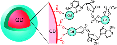 Graphical abstract: Selective inclusion of anionic quantum dots in coordination network shells of nucleotides and lanthanide ions