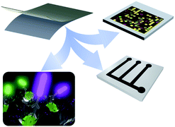 Graphical abstract: Better shrinkage than Shrinky-Dinks