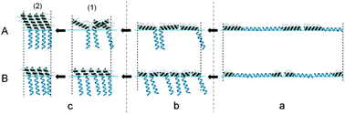 Graphical abstract: Chain length dependence of the helix orientation in Langmuir–Blodgett monolayers of α-helical diblock copolypeptides