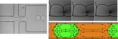Graphical abstract: Dynamics of microfluidic droplets