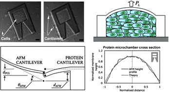 Graphical abstract: Mechanically tunable multiphoton fabricated protein hydrogels investigated using atomic force microscopy