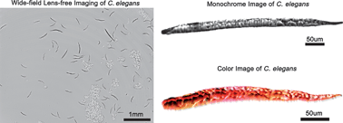 Graphical abstract: Color and monochrome lensless on-chip imaging of Caenorhabditis elegans over a wide field-of-view