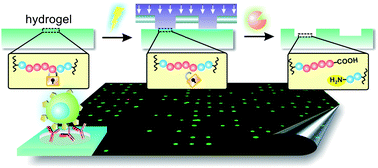 Graphical abstract: Enzyme-assisted photolithography for spatial functionalization of hydrogels