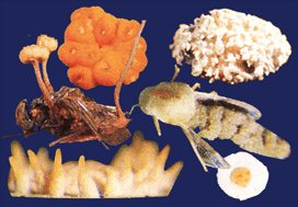 Graphical abstract: Secondary metabolites from entomopathogenic Hypocrealean fungi