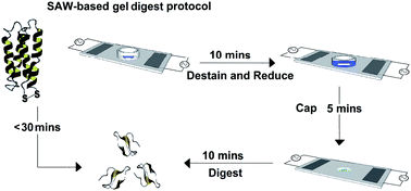 Graphical abstract: Rapid microscale in-gel processing and digestion of proteins using surface acoustic waves