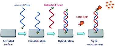 Graphical abstract: Single-step covalent immobilization of oligonucleotides onto solid surface