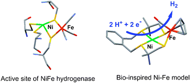 Graphical abstract: A structural and functional mimic of the active site of NiFe hydrogenases