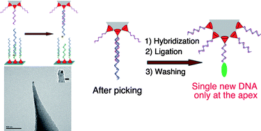 Graphical abstract: Immobilizing a single DNA molecule at the apex of AFM tips through picking and ligation