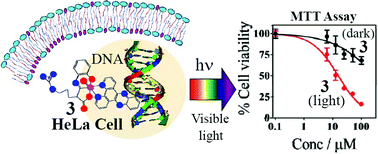 Graphical abstract: Photocytotoxicity and DNA cleavage activity of l-arg and l-lys Schiff base oxovanadium(iv) complexes having phenanthroline bases