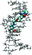 Graphical abstract: NMR structural studies on the covalent DNA binding of a pyrrolobenzodiazepine–naphthalimide conjugate