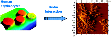 Graphical abstract: Biotin interaction with human erythrocytes: contact on membrane surface and formation of self-assembled fibrous structures