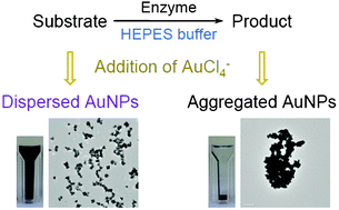 Graphical abstract: Detection of enzyme activities based on the synthesis of gold nanoparticles in HEPES buffer