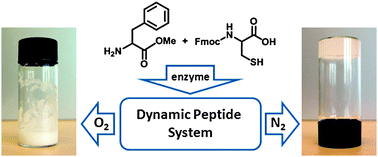 Graphical abstract: Locking an oxidation-sensitive dynamic peptide system in the gel state