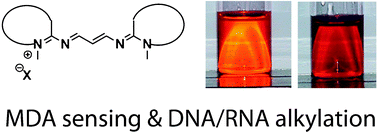 Graphical abstract: Synthesis, spectroscopic and DNA alkylating properties of malondialdehyde (MDA) bis-imine fluorescent adducts
