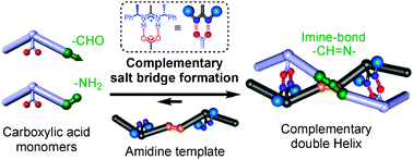 Graphical abstract: Complementary double helix formation through template synthesis