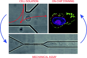 Graphical abstract: A simple microfluidic method to select, isolate, and manipulate single-cells in mechanical and biochemical assays