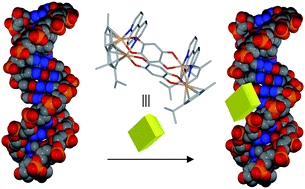 Graphical abstract: Molecular architecture of redox-active half-sandwich Ru(ii) cyclic assemblies. Interactions with biomolecules and anticancer activity