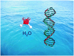 Graphical abstract: The possible roles of water in the prebiotic chemical evolution of DNA