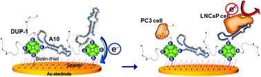 Graphical abstract: Simultaneous electrochemical detection of both PSMA (+) and PSMA (−) prostate cancer cells using an RNA/peptide dual-aptamer probe