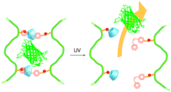 Graphical abstract: Light controlled protein release from a supramolecular hydrogel